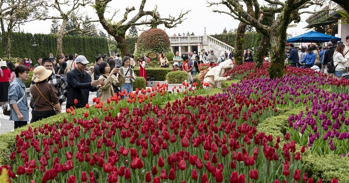 Lễ hội Bà Nà Hills, Lễ hội hoa tulip Bà Nà, mùa hoa Bà Nà